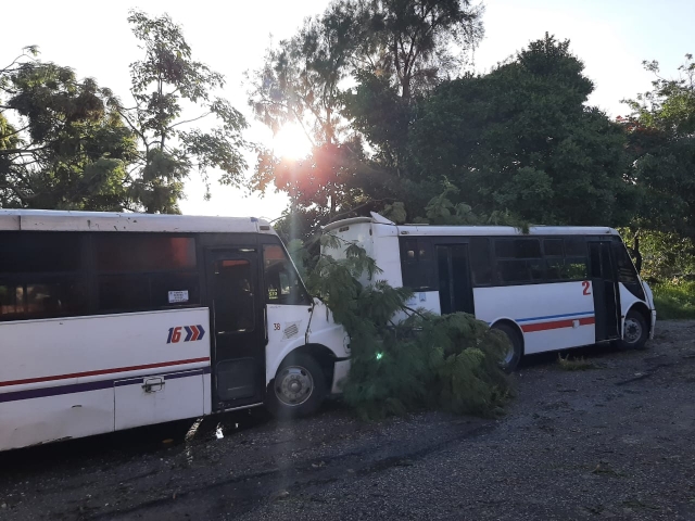 Tres árboles cayeron sobre dos unidades del transporte colectivo, tras lluvias