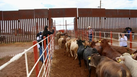 México reanuda exportación de ganado a EU tras cierre por gusano barrenador