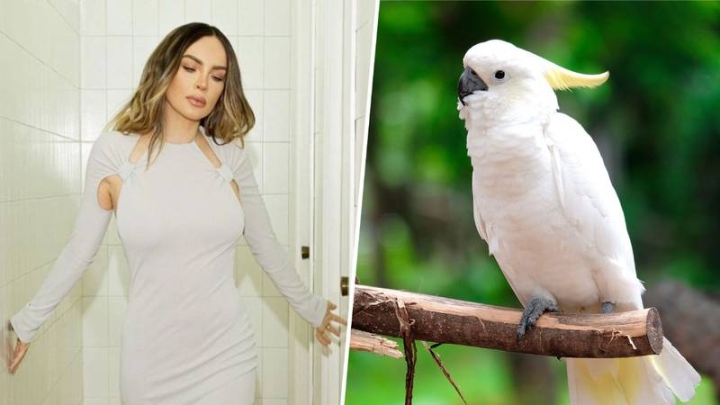 Belinda es señalada por tener animales exóticos en su casa; le decomisan una cacatúa