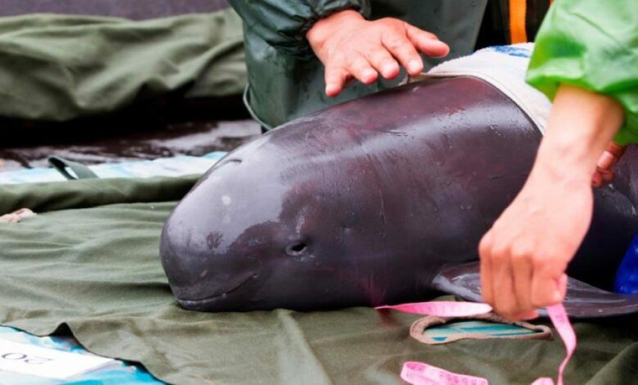 México alista nuevo mecanismo para proteger a la vaquita marina y la totoaba