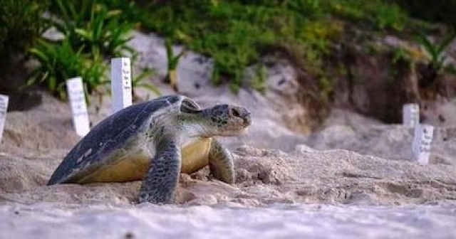 Mahahual y sus tortugas sagradas