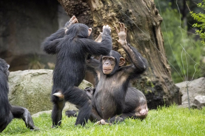 Chimpancés mantienen su capacidad de aprendizaje a lo largo de la vida