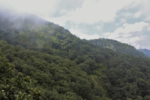 Encinos, promiscuidad y avispas: una historia fascinante