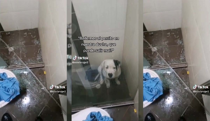 Intentan bañar a un perrito y destruye todo el baño