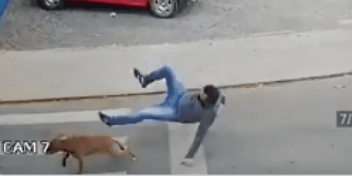 Perro atropella a hombre que cruzaba la calle