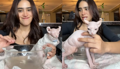 Controversia en redes por video de una mujer bañando a su gato Sphynx