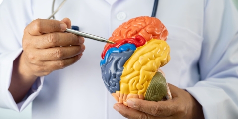 Caminar al menos 3 mil pasos diarios retrasa progresi&oacute;n del Alzheimer