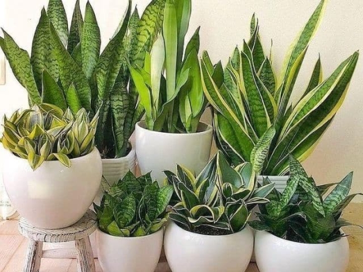 3 variedades de sansevieria o lengua de suegra ideal para atraer el dinero al hogar