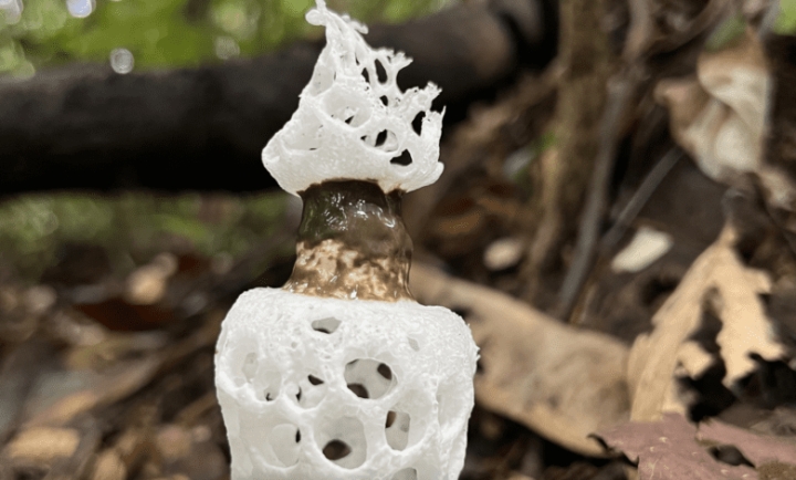 Científicos descubren cuatro especies más del hongo Staheliomyces