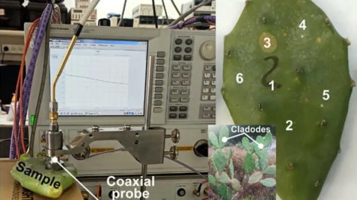 Los cactus podrían servir como antenas WiFi