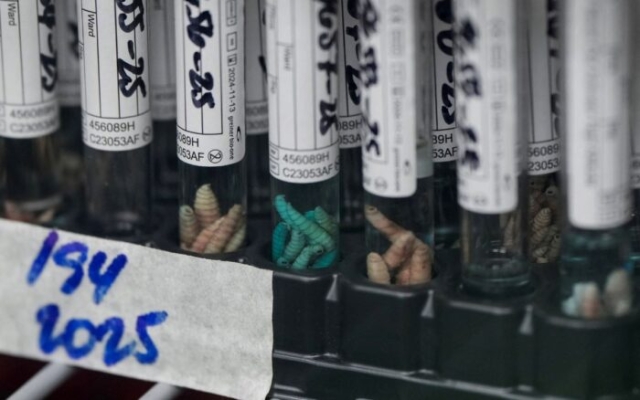 M&eacute;xico registra 135 casos de gusano barrenador en humanos