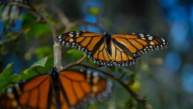 Disminuye presencia de mariposas monarca en bosques mexicanos