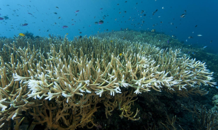 Registran la evidencia más profunda conocida de blanqueamiento en corales