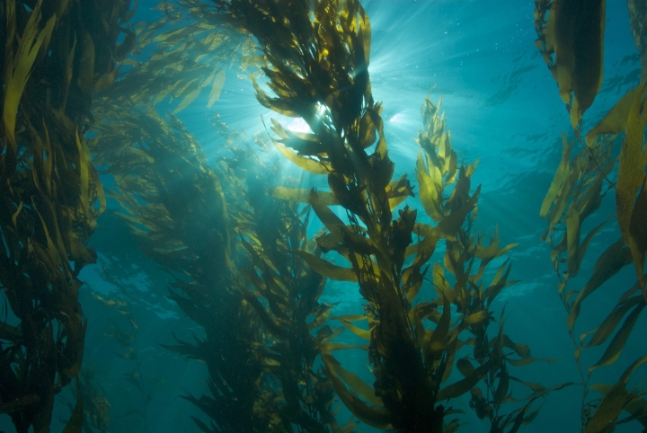 Estudio revela antigüedad de bosques de algas en el Pacífico