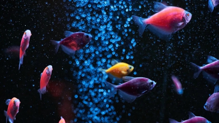 Peces de colores bellísimos para hacer tu propio acuario en casa