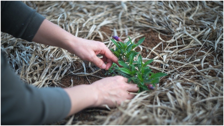 Estudiantes de Tamaulipas deberán plantar un árbol para poder titularse