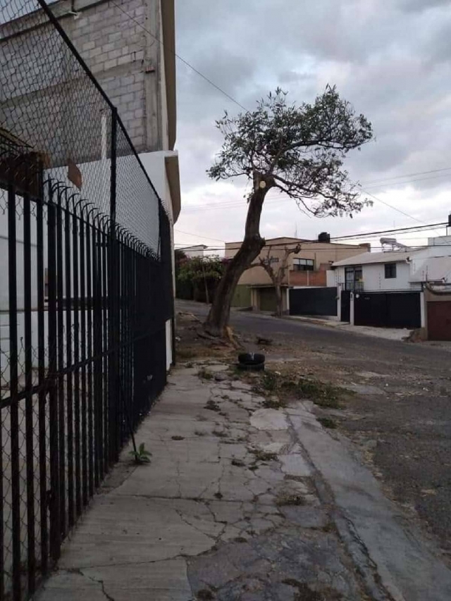 Colonos documentaron la tala de cuatro árboles desde principios de abril.  