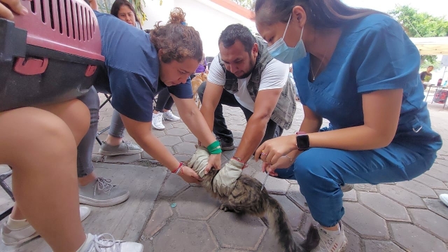 Realiza Gobierno de Jiutepec más de mil esterilizaciones caninas y felinas en el primer semestre del año