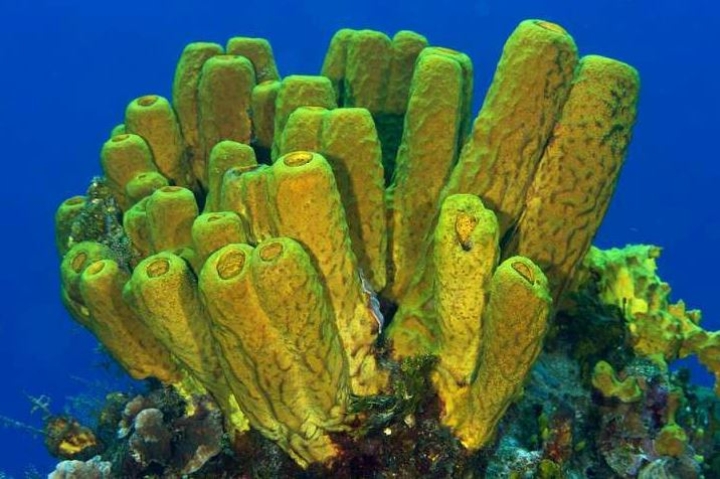 Moléculas de esponjas marinas pueden matar células cancerígenas: estudio