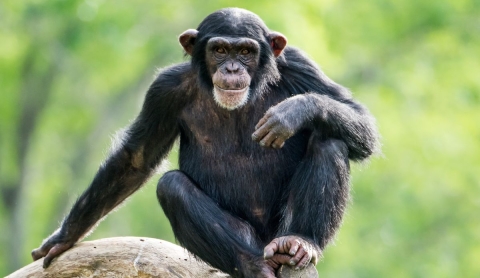 Día Internacional de los Primates