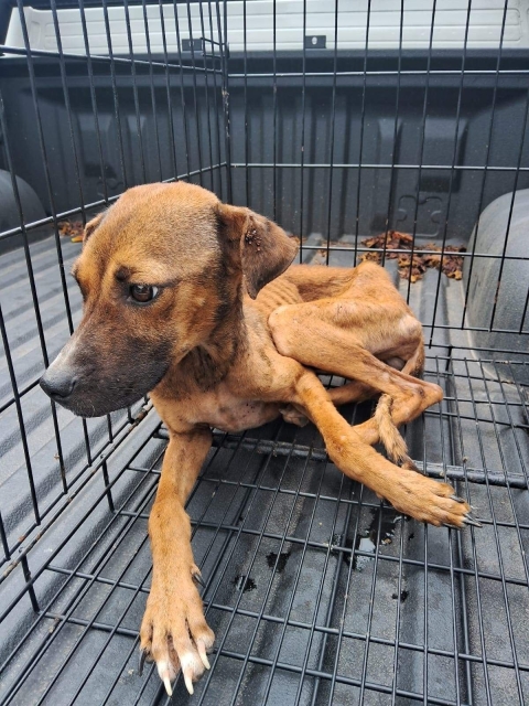 Los cambios en el Código Penal del estado establecen diversas situaciones de maltrato y crueldad animal.  