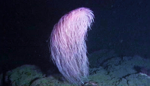 Científicos descubren nueva especie de coral y la nombran ‘Chewbacca’