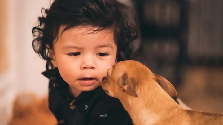 Qué hacer si tus hijos se comen las croquetas para perro