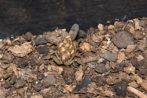 Piden prevenir picaduras de alacrán