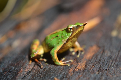 Ranas de Darwin se reproducen en Londres para asegurar su supervivencia