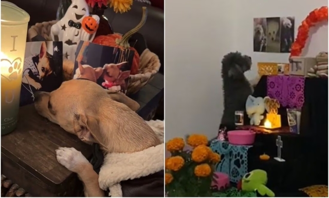 Conmovedores videos en TikTok muestran mascotas &#039;visitando&#039; ofrendas en día de muertos