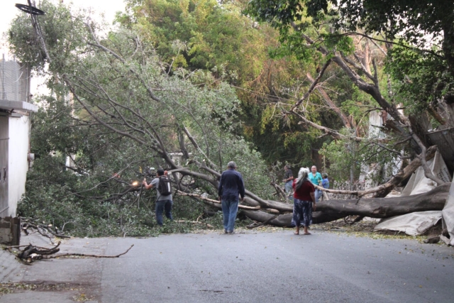 Se desploma un árbol en Lomas de Cortés
