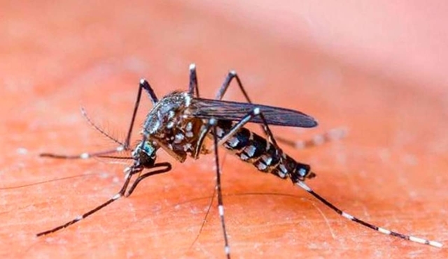 Reportan 20 casos de dengue confirmados en Puente de Ixtla