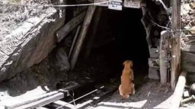 &quot;Cuchufleto&quot;, el Hachiko de Coahuila.