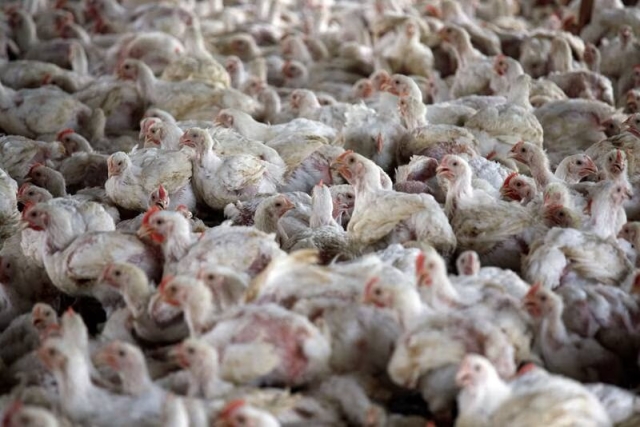 OMS alerta sobre brote de gripe aviar en gatos, repuntan los casos