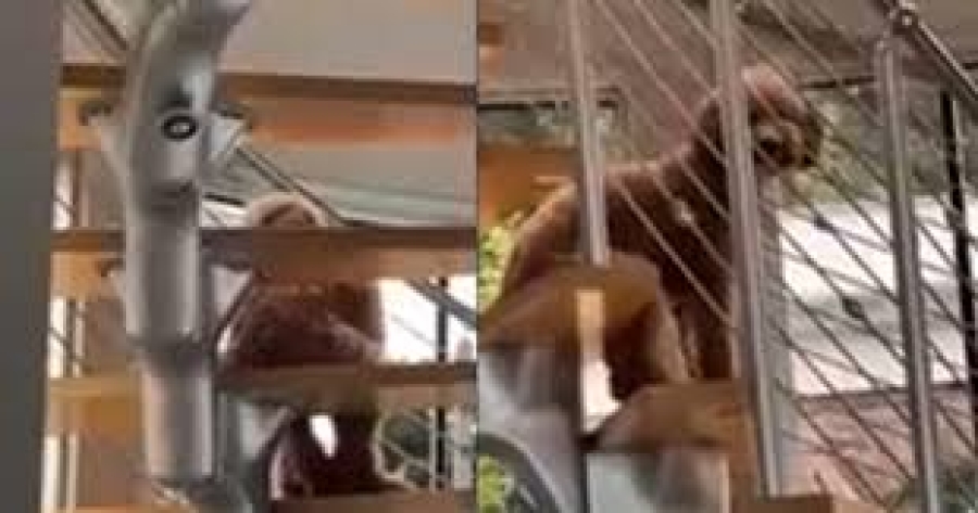 Encuentran a un perro sentado como humano en las escaleras; ¿paranormal?