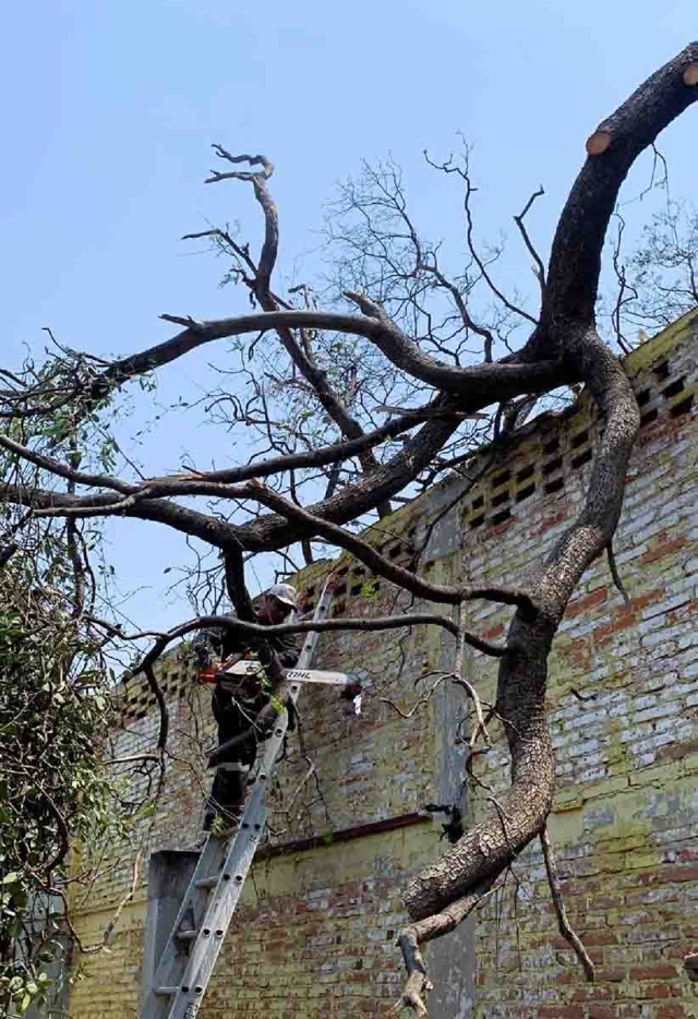 Este fin de semana se cayeron algunos árboles en Cuautla a causa del viento.