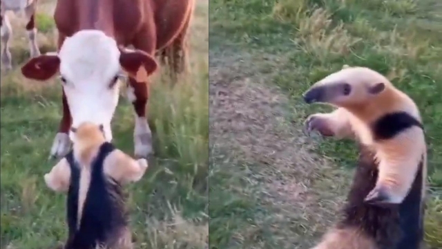 ¡Increíble cara a cara! Oso hormiguero Vs vaca en pastizales uruguayos