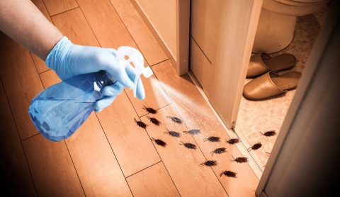 Cómo preparar un eficaz repelente casero de cucarachas con solo tres ingredientes básicos