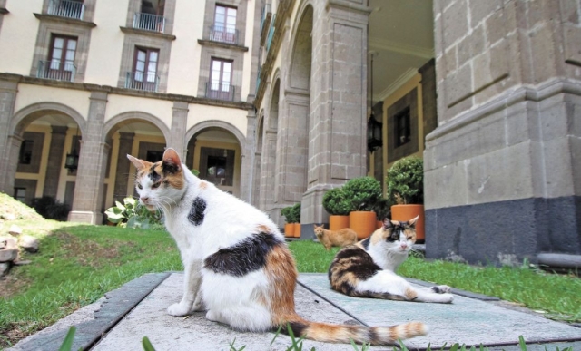 PETA agradece a López Obrador por proteger a gatos en Palacio Nacional