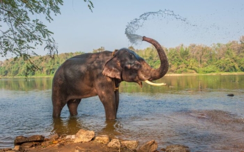 Turista española muere por ataque de elefante en Tailandia