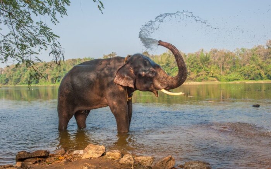 Turista española muere por ataque de elefante en Tailandia