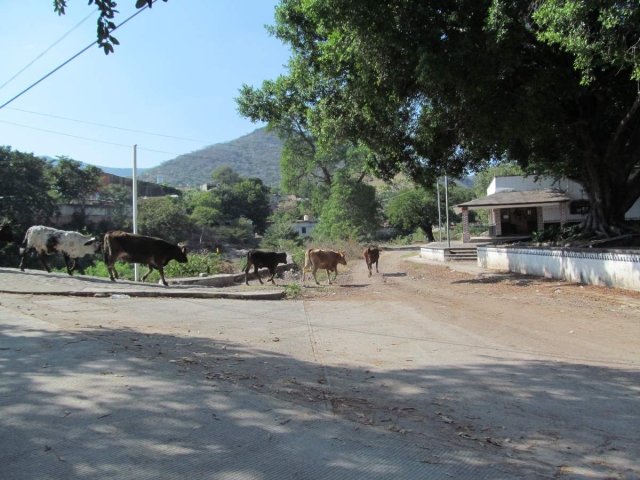 La producción de mezcal se interrumpió por diferentes situaciones y ahora esperan recuperarla.