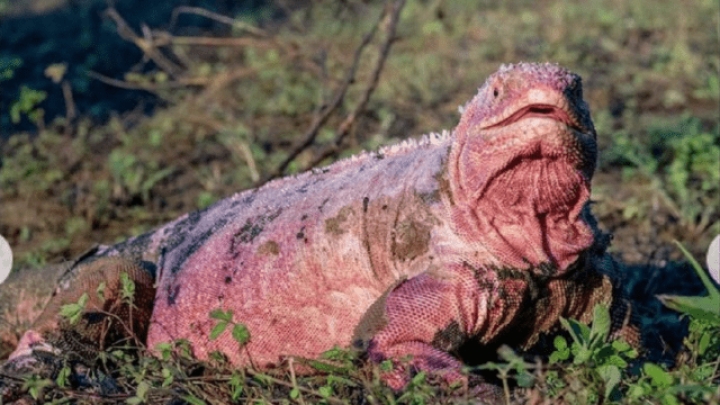 Observan por primera vez crías de las singulares iguanas rosadas de Galápagos