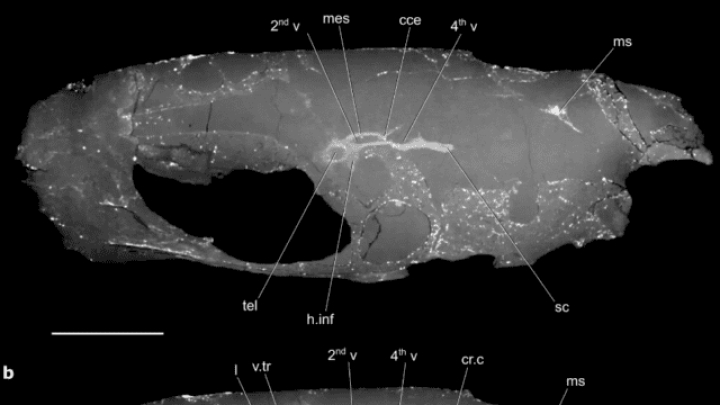 Hallan pez fosilizado de 319 millones de años con cerebro bien conservado