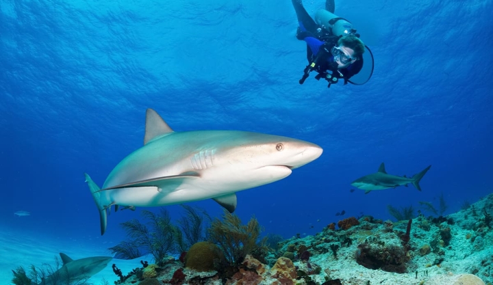 Cient&iacute;ficos detectan coca&iacute;na y otras sustancias en tiburones de Bahamas