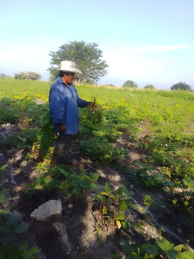 Este año, el campo morelense se vio con afectaciones considerables por la falta de lluvias.