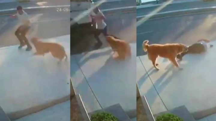 Perro asusta a hombre y provoca que camión lo arrolle