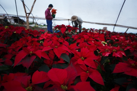 Exitosa temporada de venta de flor de nochebuena para productores ornamentales de Morelos