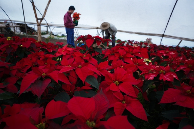 Exitosa temporada de venta de flor de nochebuena para productores ornamentales de Morelos