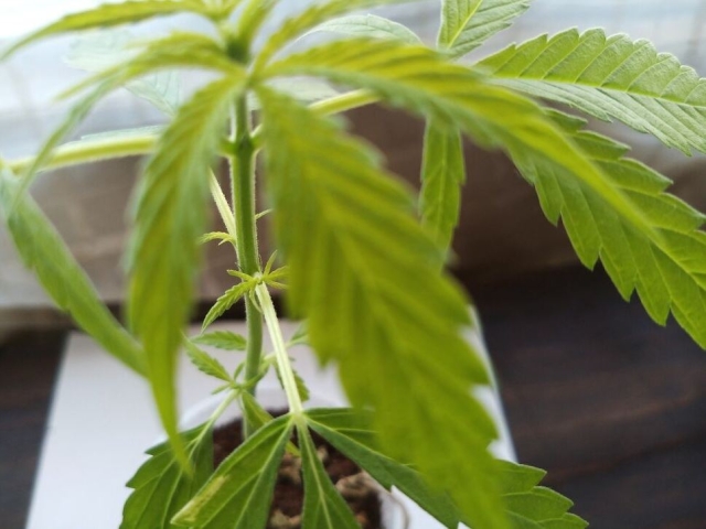 Asia: Tailandia aprueba la despenalización de la marihuana